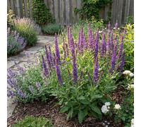 Bloomique - Set di 6 - Salvia Ostfriesland - Salvia - Resistente all'inverno - Perenne - Amica delle api - Altezza 10-20 cm - Vaso 9 cm