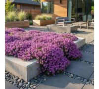 Bloomique - Set di 6 - Thymus Red Carpet - Timo rosso - Resistente all'inverno - Perenne - Coprisuolo - Sempreverde - Altezza 10-20 cm - Vaso 9 cm