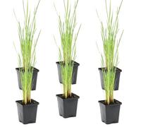 Bloomique - Set di 6 - Typha Latifolia - Tifa Maggiore - Mazza Sorda - Pianta da Stagno - Resistente al Freddo - Zona 2-3 - Alta 15-25 cm - Vaso 9 cm