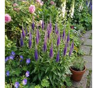 Bloomique - Set di 6 - Veronica spicata - Veronica - Resistente - Perenne - Amica delle api - Piante da giardino - Altezza 10-20 cm - Vaso da 9 cm