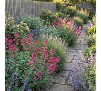 Bloomique - Set van 6 - Centranthus Ruber Coccineus - Spoorbloem - Rijkbloeiend - Bijen- en vlindervriendelijk - Winterhard - Vaste plant - 10-20 cm hoog - 9 cm pot