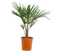 Bloomique - Trachycarpus Fortunei - Palma del Vento Cinese - Palma da Giardino - Resistente al Freddo - Alta 70-90 cm - Vaso 24 cm