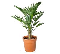 Bloomique - Trachycarpus Wagnerianus - Palma del Vento - Palma da Giardino - Resistente al Freddo - Alta 60-80 cm - Vaso 21 cm