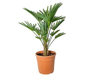 Bloomique - Trachycarpus Wagnerianus - Palma del Vento - Palma da Giardino - Resistente al Freddo - Alta 60-80 cm - Vaso 21 cm