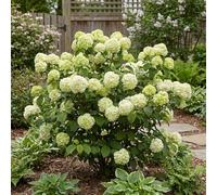 Bloomique - Viburnum Plicatum Opening Day - Palla di neve giapponese - Piante da giardino - Resistenti all'inverno - Altezza 60-80 cm - Vaso 23 cm