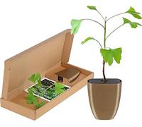 BloomPost 7423528075085 Albero, Verde