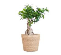 Bloompost Bonsai Ficus Ginseng + Basket - 25-35 cm - Pianta da Interni - Richiede Poca Manutenzione - Facile da Coltivare - Ottima per l'Aria Pulita - Vaso Incluso
