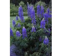 Blu del lupino"Lupinus perennis" 50 Semi