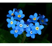 Blu Non ti scordar di me"Myosotis Sylvatica" 400 Semi
