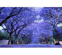 Blu Viola Jacaranda Jacaranda Mimosifolia Albero Arbusto Heirloom 30 semi sfusi