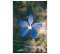 Blue China Orchid Essenze Floreali Australiane 15ml