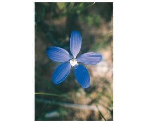 Blue China Orchid Essenze Floreali Australiane 15ml