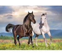 BlueBird - Puzzle Coppia de Chevaux - 500 Pezzi
