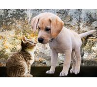 BlueBird - Puzzle Gattino e cucciolo - 500 Pezzi