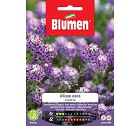 BLUMEN Bustina Con Semi Di Alisso Violetto Nano