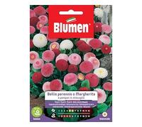 BLUMEN Bustina Con Semi Di Bellis Perennis O Margherita A Pompon