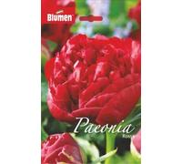 Blumen Red Peony Bulbs, Garden Flower Bulbs, Rosa