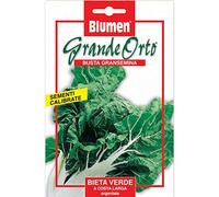 BLUMEN SEMENTI, BIETA VERDE A COSTA LARGA ARGENTATA