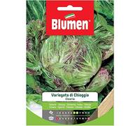 BLUMEN SEMENTI,CICORIA VARIEGATA DI CHIOGGIA