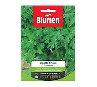 BLUMEN SEMENTI, CICORIA ZUCCHERINA DA TAGLIO TRIESTINA