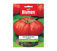 BLUMEN SEMENTI, POMODORO GIGANTE SENZA SEMI