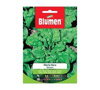 BLUMEN SEMENTI, SPINACIO MERLO NERO