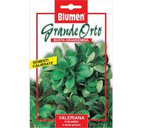 BLUMEN SEMENTI VALERIANA D'OLANDA A SEME GROSSO