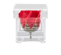 Blush & Blossom C01P Fiore, Passione, One Size