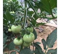 BOBOZHONG 100 PCS Gancio per Pomodori Supporti Pomodoro Ganci Gancio Crescita Pomodoro Ganci di Plastica Utilizzato per Ortaggi, Fiori, Pomodori UVA Ciliegia Prevenire Frutto da Cadere a Terra