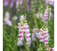 bocca di leone balcone parterre di tagliate acquistare semi selvatici decorazione selvatici balcone estate reale giardino 150pcs