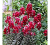 bocca di leone - Letti elevati per il giardino balcone con parterre di semi interni esotici selvatici balcone semi selvatici 1200pcs