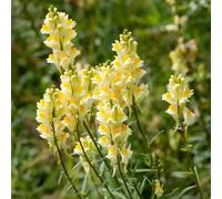 bocca di leone semi di balcone interni esotici giardino selvatici balcone semi selvatici, autunno giardino interni arbusto farfalle foglie 50pcs