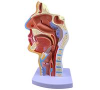 Bocca Naso E Gola Sezione Modello Esofago E Tratto Respiratorio Sezione Gola Anatomia Modello Anatomia Umano Normale Nasale Orale Cavità E Faringe E Laringe Modello (patologico)