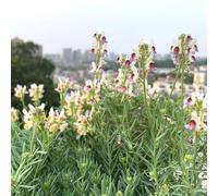 bocche di leone - Aiuole rialzate per il giardino giardino balcone con interna semi biologici per esterno rara rampicante 500semi