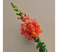 bocche di leone - balcone recisi Antirrhinum majus primaverili, resistenti in vaso semi di tappezzanti resistenti al freddo esterno in vaso 400semi