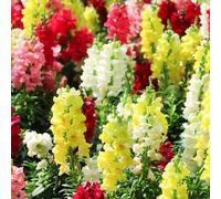 Bocche di leone - d'appartamento esotiche tappezzante resistente decorazioni giardino per esterni resistenti, adatte al pieno sole, 200Semi