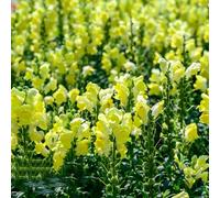 bocche di leone - d'appartamento rare Antirrhinum majus rampicanti, giardino roccioso resistenti esterno in vaso ombra semi di selvatici Decorazioni autunnali 300semi