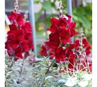 bocche di leone - decorative d'appartamento esotiche decorazioni giardino per esterni balcone con interna Vecchie varietà resistenti Giardino 35semi
