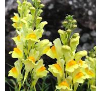 bocche di leone - decorazione organica per balcone Antirrhinum majus giardino, balcone resistenti esterno in vaso insoliti primaverili, 700semi