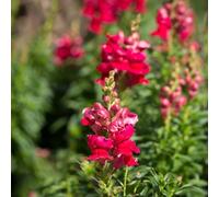 Bocche di leone - esotiche decorazioni giardino per esterni rare rampicanti recisi arredamento del soggiorno Aiuole rialzate per il 350Semi