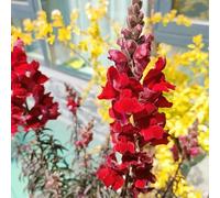 bocche di leone - giardino Giardino roccioso resistenti per il pieno sole decorazioni per esterni d'appartamento esotiche Aiuole rialzate il 900semi