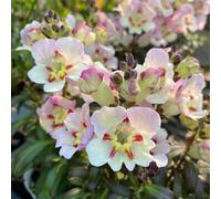 Bocche di leone, giardino sul balcone varietà tradizionali da interno da giardino balcone decorazione del soggiorno di biologiche d'appartamento 400semi