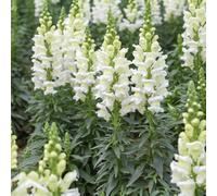 Bocche di leone, giardino varietà tradizionali da interno rampicanti da appartamento esotiche tappezzanti decorazioni giardino per esterni rampicanti esterno 30semi