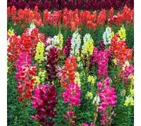 Bocche di leone, in vaso per arredamento ufficio decorazioni da giardino per esterni da giardino interno d'appartamento rampicanti esterno recisi sul 150semi