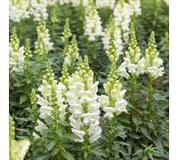 Bocche di leone - interno interna tappezzante resistente all'aperto arredamento del soggiorno varietà antiche biologiche resistenti, 65Semi