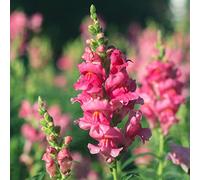 bocche di leone - primaverili, resistenti in vaso Antirrhinum majus d'appartamento rare rampicanti, giardino roccioso semi di per balcone semi 70semi