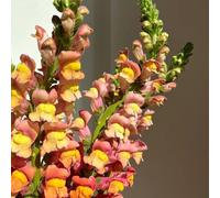 Bocche di leone, rampicanti da giardino da balcone di resistenti giardino interno varietà tradizionali interno resistenti in vaso 1200semi