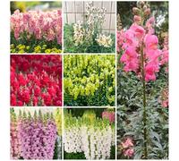 Bocche di leone, raro giardino roccioso recisi decorazioni da giardino per esterni rampicanti da esterno sul balcone in vaso per arredamento ufficio resistenti 500semi