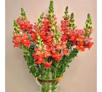 Bocche di leone, recisi d'appartamento da appartamento esotiche giardino sul balcone di biologiche letto rialzato tappezzanti balcone 550semi