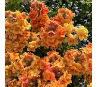 Bocche di leone, resistenti balcone serra rampicanti da giardino da interno recisi decorazione del soggiorno varietà tradizionali 700semi